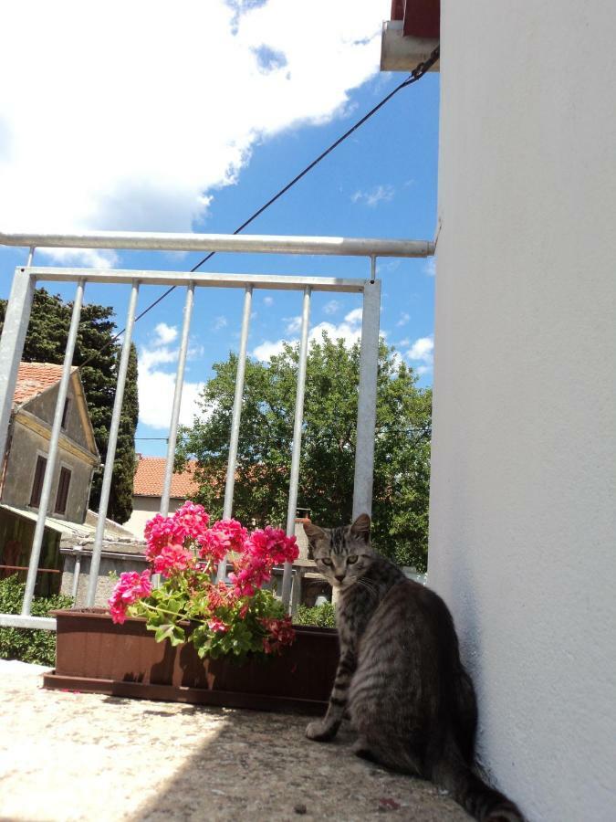 Apartment Lordanic Zaglav, Dugi Otok 외부 사진